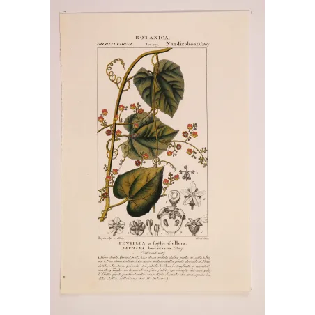 Antique Botanical Print – Pierre Jean François Turpin – Fevillea hederacea  Ivy-leaved Fevillea