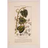 Set of 2 Fevillea hederacea  Ivy-leaved Fevillea. Antique Print original hand-colored engraving by Turpin,  (c.1835)