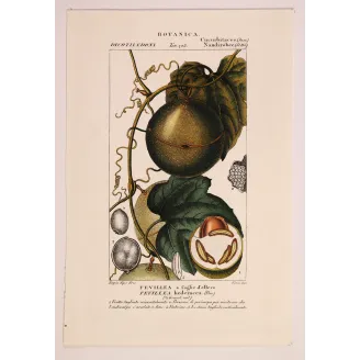 Antique Botanical Print – Pierre Jean François Turpin – Fevillea hederacea  Ivy-leaved Fevillea