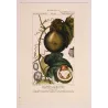 Set of 2 Fevillea hederacea  Ivy-leaved Fevillea. Antique Print original hand-colored engraving by Turpin,  (c.1835)