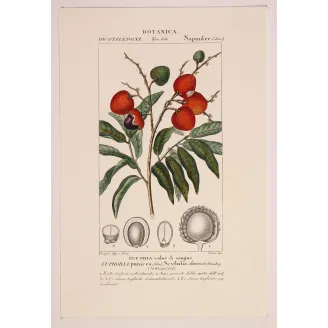 Antique Botanical Print – Pierre Jean François Turpin – Antique Botanical Print original hand-colored engraving by Turpin