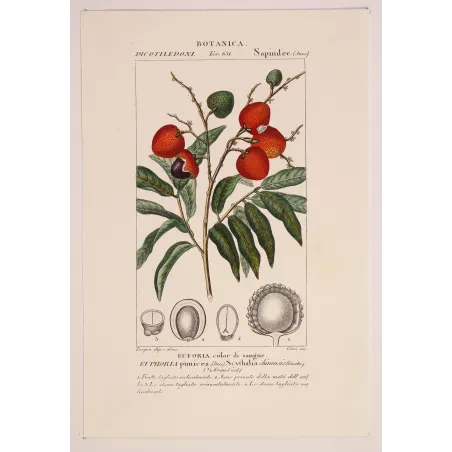 Antique Botanical Print – Pierre Jean François Turpin – Antique Botanical Print original hand-colored engraving by Turpin