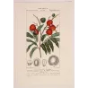 Antique Botanical Print original hand-colored engraving by Turpin,  (c.1835). Blood-colored Euphoria  Euphoria punicea