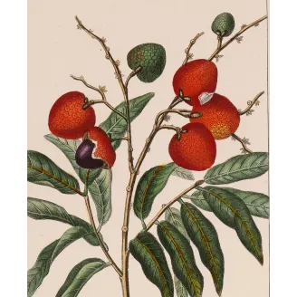 Antique Botanical Print – Pierre Jean François Turpin – Antique Botanical Print original hand-colored engraving by Turpin