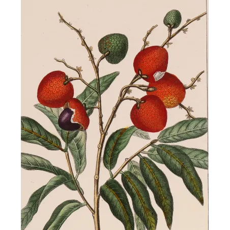 Antique Botanical Print – Pierre Jean François Turpin – Antique Botanical Print original hand-colored engraving by Turpin
