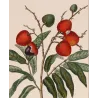 Antique Botanical Print original hand-colored engraving by Turpin,  (c.1835). Blood-colored Euphoria  Euphoria punicea