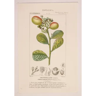 Antique Botanical Print – Pierre Jean François Turpin – Antique Botanical Print original hand-colored engraving by Turpin