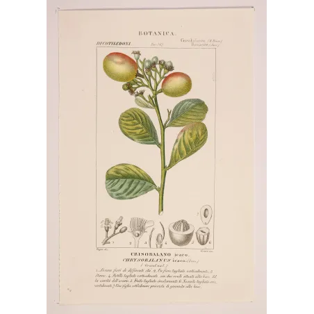 Antique Botanical Print – Pierre Jean François Turpin – Antique Botanical Print original hand-colored engraving by Turpin
