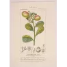 Cocoplum  Chrysobalanus icaco. Antique Botanical Print original hand-colored engraving by Turpin,  (c.1835)