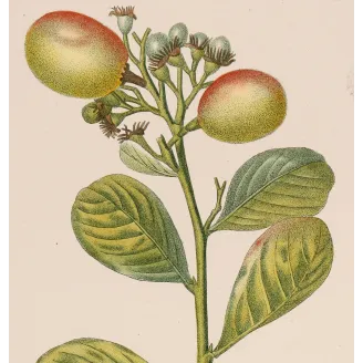 Antique Botanical Print – Pierre Jean François Turpin – Antique Botanical Print original hand-colored engraving by Turpin