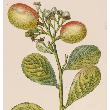 Antique Botanical Print – Pierre Jean François Turpin – Antique Botanical Print original hand-colored engraving by Turpin