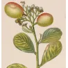 Cocoplum  Chrysobalanus icaco. Antique Botanical Print original hand-colored engraving by Turpin,  (c.1835)
