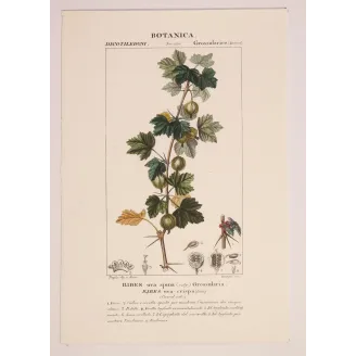 Antique Botanical Print – Pierre Jean François Turpin – Gooseberry  Ribes uva-crispa. Antique Botanical Print original hand-col