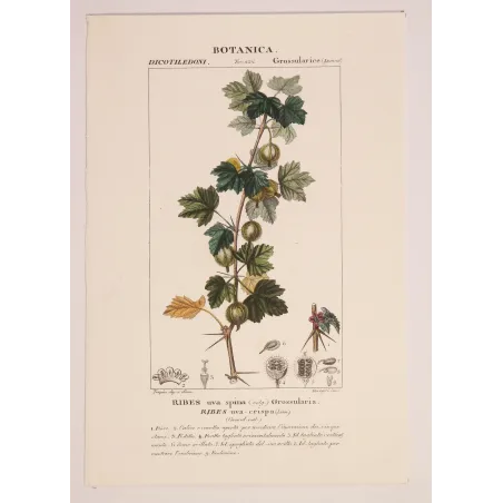 Antique Botanical Print – Pierre Jean François Turpin – Gooseberry  Ribes uva-crispa. Antique Botanical Print original hand-col