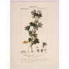 Gooseberry  Ribes uva-crispa. Antique Botanical Print original hand-colored engraving by Turpin,  (c.1835)