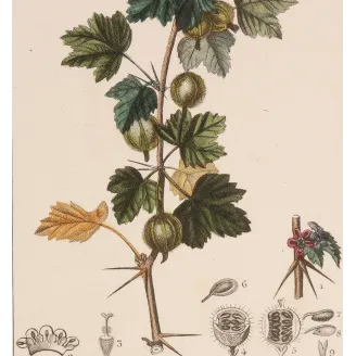 Antique Botanical Print – Pierre Jean François Turpin – Gooseberry  Ribes uva-crispa. Antique Botanical Print original hand-col