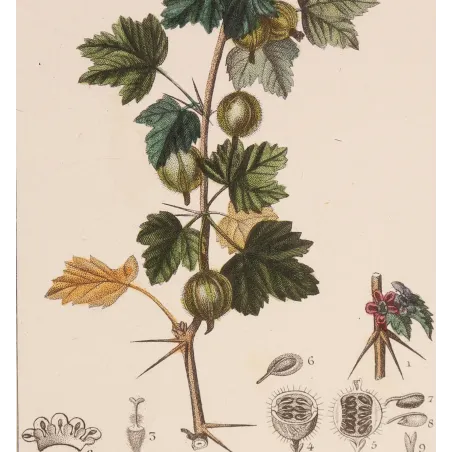 Antique Botanical Print – Pierre Jean François Turpin – Gooseberry  Ribes uva-crispa. Antique Botanical Print original hand-col