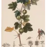 Gooseberry  Ribes uva-crispa. Antique Botanical Print original hand-colored engraving by Turpin,  (c.1835)