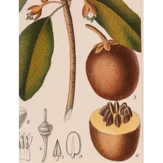 Antique Botanical Print – Pierre Jean François Turpin – Common Sapota  Achras sapota. Antique Botanical Print original hand-col