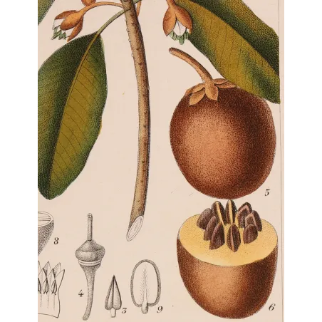 Antique Botanical Print – Pierre Jean François Turpin – Common Sapota  Achras sapota. Antique Botanical Print original hand-col