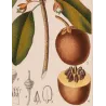 Common Sapota  Achras sapota. Antique Botanical Print original hand-colored engraving by Turpin,  (c.1835)