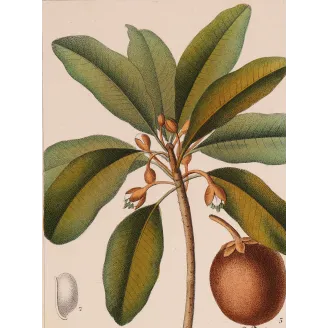 Antique Botanical Print – Pierre Jean François Turpin – Common Sapota  Achras sapota. Antique Botanical Print original hand-col