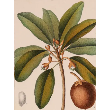 Antique Botanical Print – Pierre Jean François Turpin – Common Sapota  Achras sapota. Antique Botanical Print original hand-col