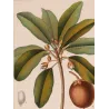 Common Sapota  Achras sapota. Antique Botanical Print original hand-colored engraving by Turpin,  (c.1835)