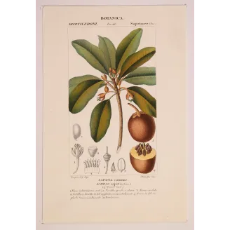 Antique Botanical Print – Pierre Jean François Turpin – Common Sapota  Achras sapota. Antique Botanical Print original hand-col