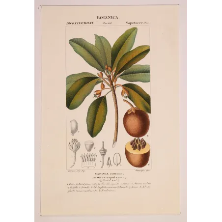 Antique Botanical Print – Pierre Jean François Turpin – Common Sapota  Achras sapota. Antique Botanical Print original hand-col