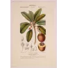 Common Sapota  Achras sapota. Antique Botanical Print original hand-colored engraving by Turpin,  (c.1835)
