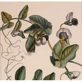 Antique Botanical Print – Pierre Jean François Turpin – Wild Pea  *Pisum arvense* Original hand-colored engraving by Turpin, An