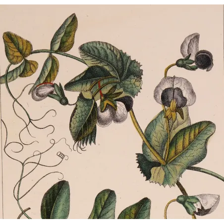 Antique Botanical Print – Pierre Jean François Turpin – Wild Pea  *Pisum arvense* Original hand-colored engraving by Turpin, An