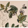 Wild Pea  *Pisum arvense* Original hand-colored engraving by Turpin, Antique Botanical Print (c.1835)