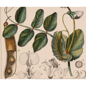 Antique Botanical Print – Pierre Jean François Turpin – Wild Pea  *Pisum arvense* Original hand-colored engraving by Turpin, An