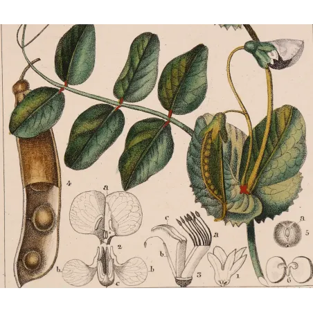 Antique Botanical Print – Pierre Jean François Turpin – Wild Pea  *Pisum arvense* Original hand-colored engraving by Turpin, An