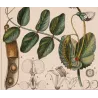 Wild Pea  *Pisum arvense* Original hand-colored engraving by Turpin, Antique Botanical Print (c.1835)