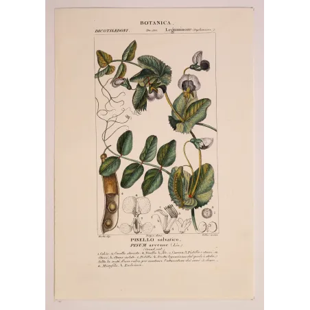 Antique Botanical Print – Pierre Jean François Turpin – Wild Pea  *Pisum arvense* Original hand-colored engraving by Turpin, An
