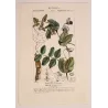 Wild Pea  *Pisum arvense* Original hand-colored engraving by Turpin, Antique Botanical Print (c.1835)