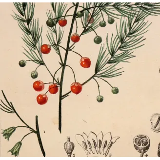 Antique Botanical Print – Pierre Jean François Turpin – Common Asparagus  *Asparagus officinalis* Original hand-colored engravi