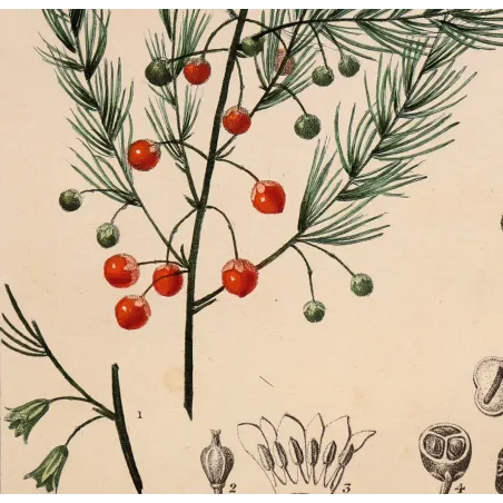 Antique Botanical Print – Pierre Jean François Turpin – Common Asparagus  *Asparagus officinalis* Original hand-colored engravi