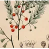 Common Asparagus  *Asparagus officinalis* Original hand-colored engraving by Turpin, Antique Botanical Print (c.1835)