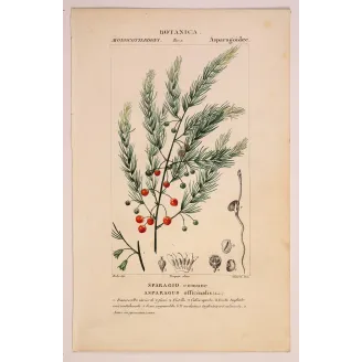 Antique Botanical Print – Pierre Jean François Turpin – Common Asparagus  *Asparagus officinalis* Original hand-colored engravi