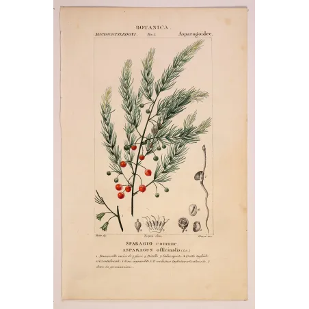 Antique Botanical Print – Pierre Jean François Turpin – Common Asparagus  *Asparagus officinalis* Original hand-colored engravi