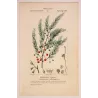 Common Asparagus  *Asparagus officinalis* Original hand-colored engraving by Turpin, Antique Botanical Print (c.1835)
