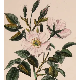 Antique Botanical Print – Pierre Jean François Turpin – Dog Rose – Rosa canina