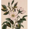 Dog Rose – Rosa canina (Linnaeus)  Original hand-colored engraving by Turpin, Antique Botanical Print (c.1835)