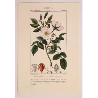 Antique Botanical Print – Pierre Jean François Turpin – Dog Rose – Rosa canina