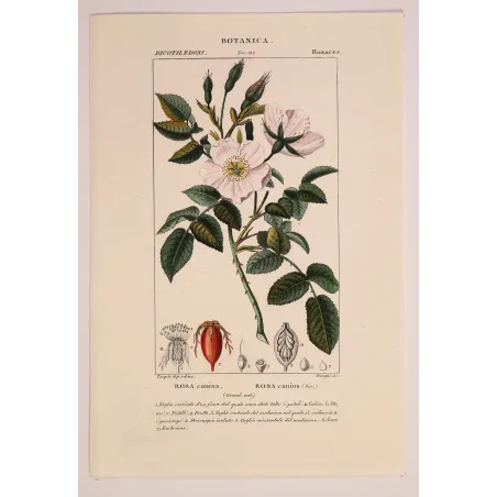 Antique Botanical Print – Pierre Jean François Turpin – Dog Rose – Rosa canina