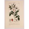 Dog Rose – Rosa canina (Linnaeus)  Original hand-colored engraving by Turpin, Antique Botanical Print (c.1835)